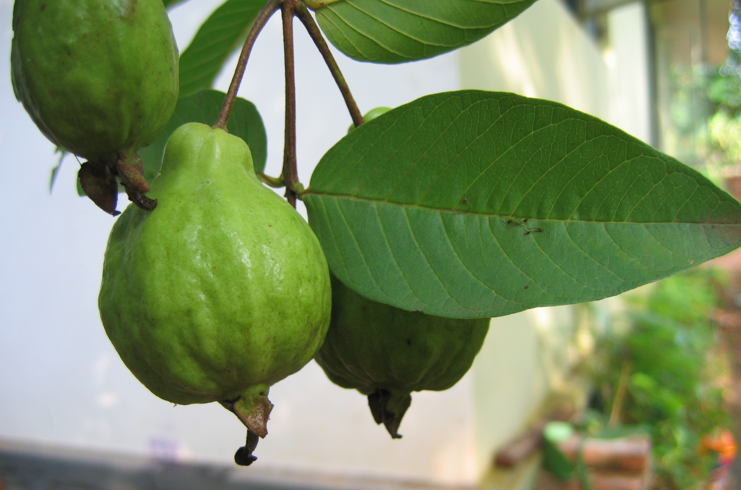 Guava
